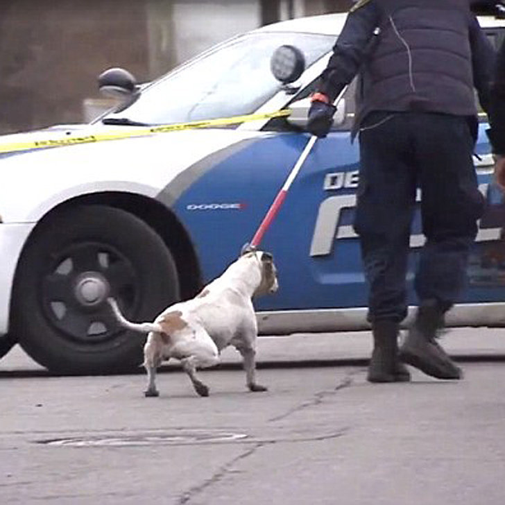 Child Killed by 4 Pit Bulls During Walk to School with Mom POPSUGAR Moms