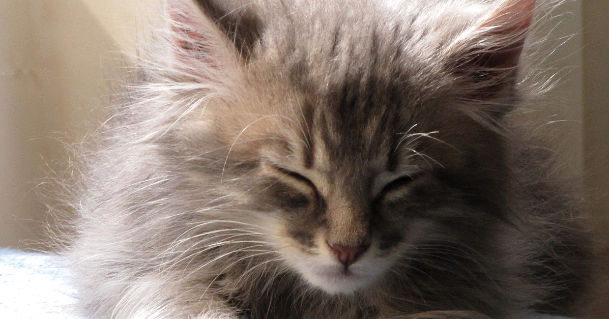How to Raise Kittens POPSUGAR Pets