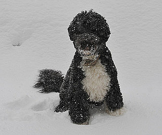 Bo's Holiday Included Snow and Storytime! Bo's Holiday Included Snow and Storytime!