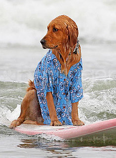 Photos of the 2009 Dog Surfing Competition in San Diego Photos of the 2009 Dog Surfing Competition in San Diego