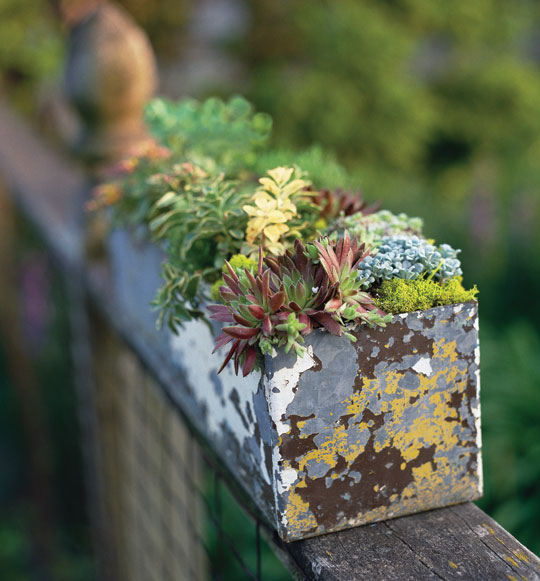 garden therapy hearty plants for the black of thumb garden therapy hearty plants for the black of thumb