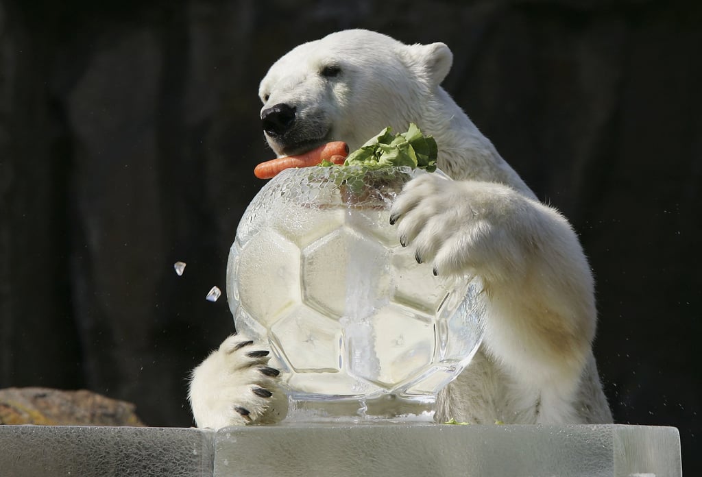Ice For Zoo Animal Enrichment at Tai Shan's Fourth Birthday POPSUGAR Pets