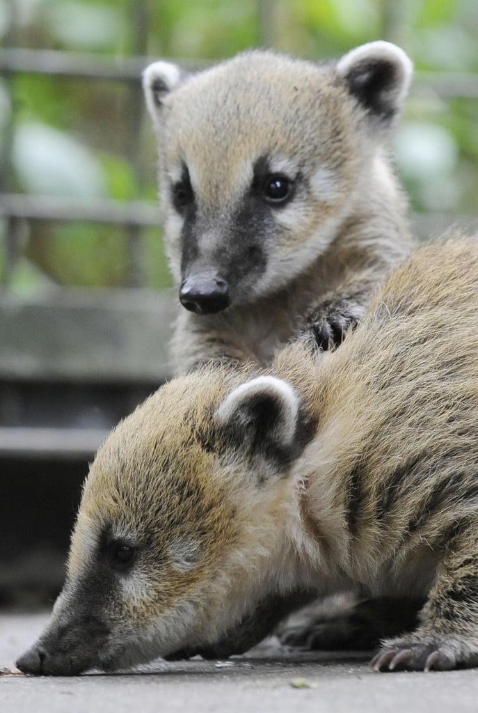 Baby Coati Cuteness | POPSUGAR Pets