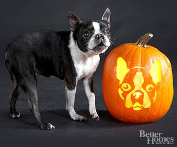Downloadable Dog Breed Pumpkin Stencils Popsugar Pets
