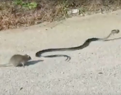 Smutty Tingles for July 5, 2016