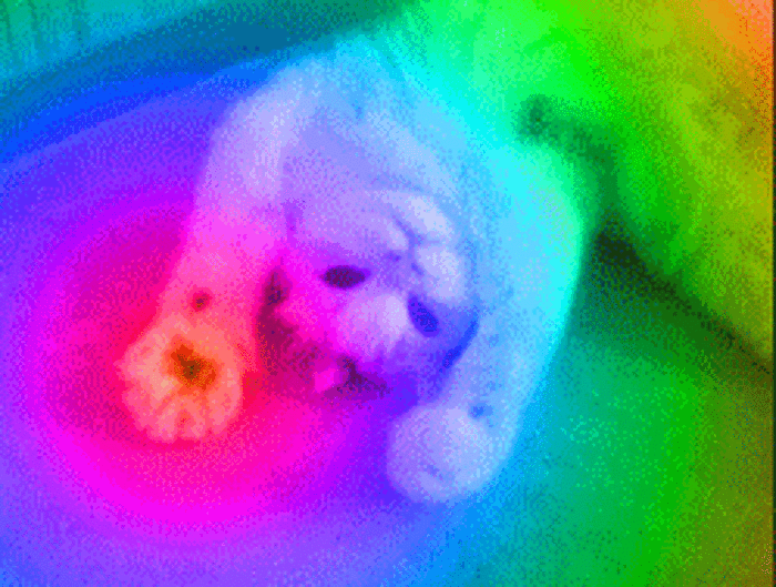 "Look deep into my rainbow paws." | Meow! The 47 Best Cat GIFs of All Time | POPSUGAR Tech