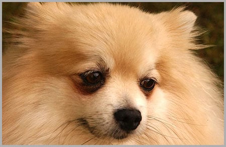 Memories Of Minnie Sharon Osbourne S Pom Passes