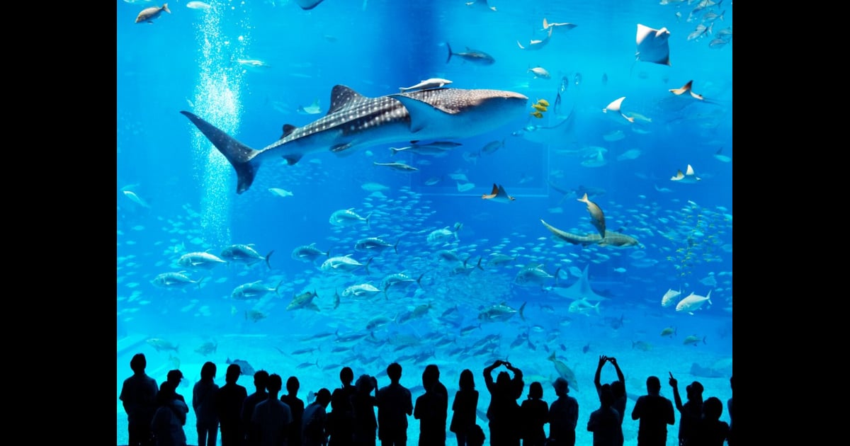 Worlds Largest Fish Tank POPSUGAR Pets