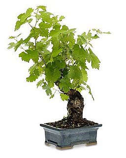 Cabernet Grapevine Bonsai: Love It or Hate It? Cabernet Grapevine Bonsai: Love It or Hate It?