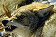 crankycoyote crankycoyote