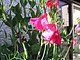 sweetpea22 sweetpea22