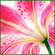 orchidaceous orchidaceous