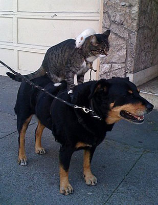 Rat-Riding-Cat-Riding-Dog.jpg