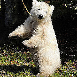 Flocke's Public Debut of Dancing Skills Flocke's Public Debut of Dancing Skills