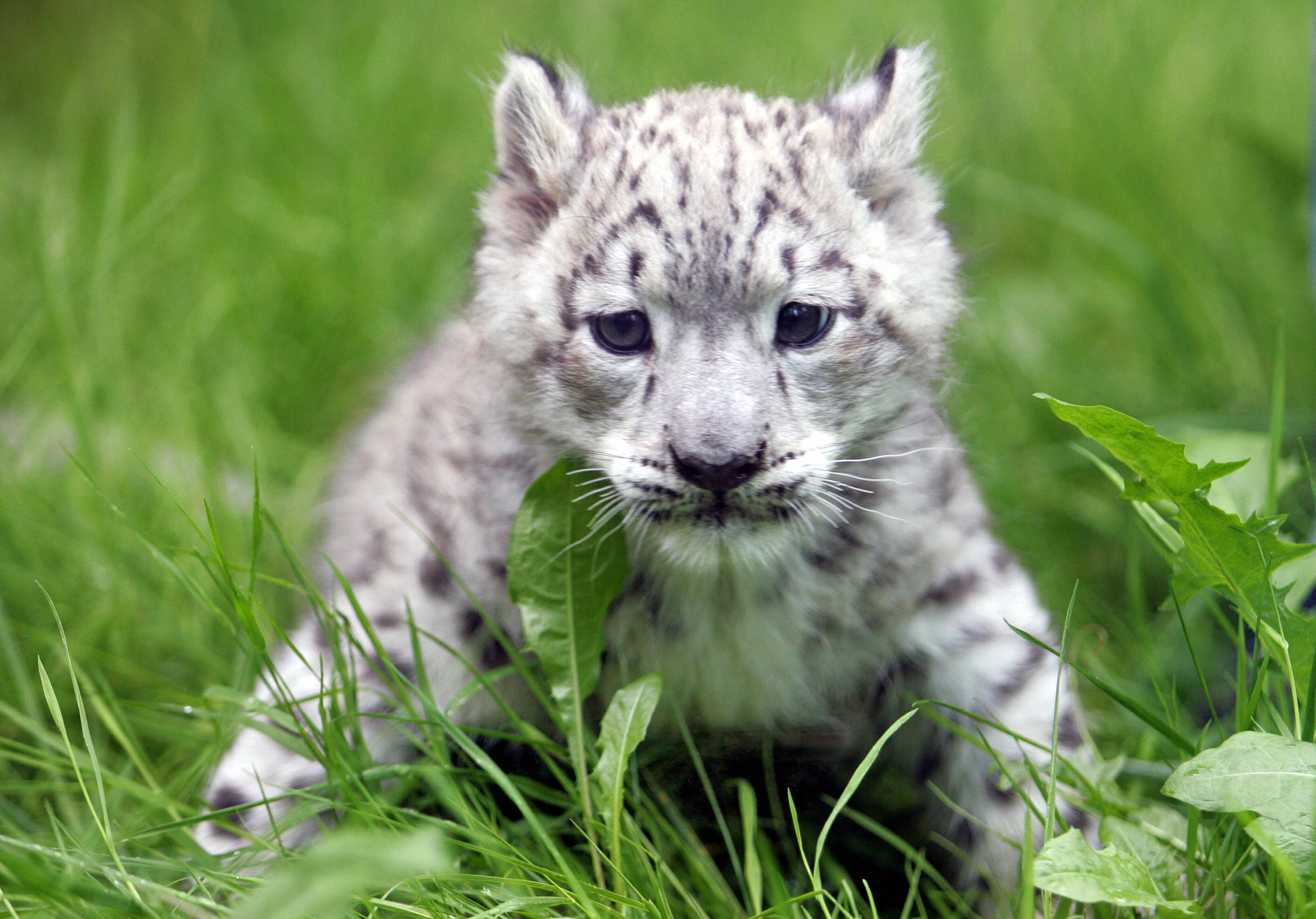 The Scoop: Meet Emba, a Baby Snow Leopard! | POPSUGAR Pets