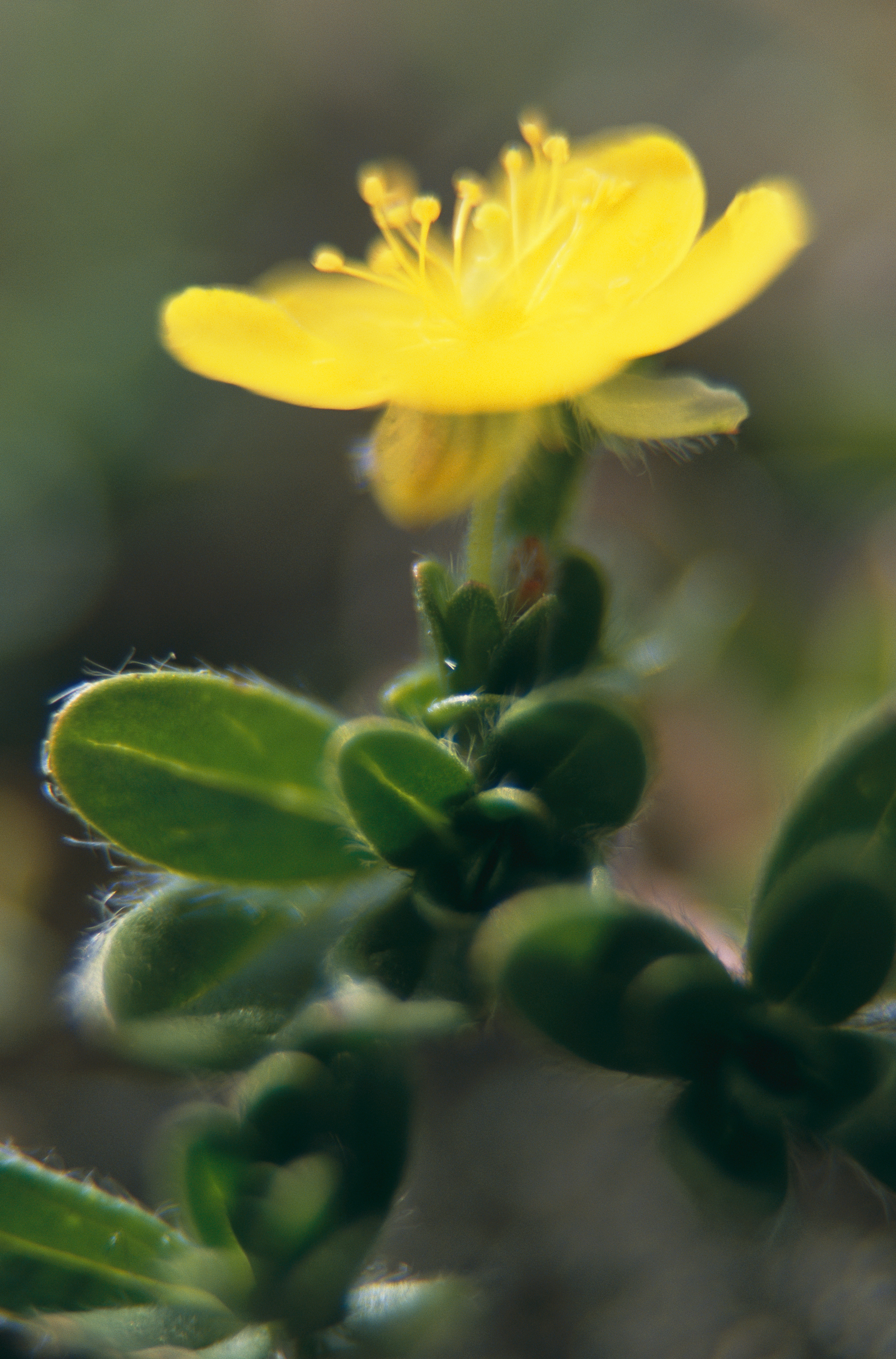 The yellow flower is Helianthemum Alpestre. The flower only appears for one day and the pollen must be spread by insects, warmin The yellow flower is Helianthemum Alpestre. The flower only appears for one day and the pollen must be spread by insects, warmin