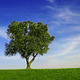 Nicola_2108 Nicola_2108