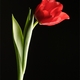 Tulip2371 Tulip2371