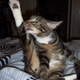 kittyink kittyink