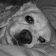 Zoe-Girl Zoe-Girl