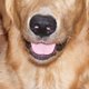 ilovemygolden ilovemygolden