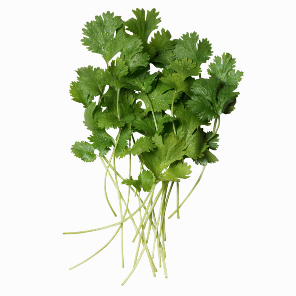 Cilantro Poll Cilantro Poll