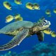 IndiaOcean IndiaOcean