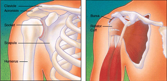 torn-rotator-cuff-painful-shoulder-popsugar-fitness