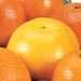 fruityjen fruityjen