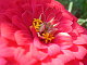 javaFlower javaFlower