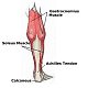 fatsoleus fatsoleus
