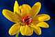 ladybug41 ladybug41