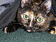 Shadowcat14 Shadowcat14