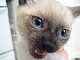 crazykitty180 crazykitty180