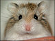 nelsonhammy nelsonhammy