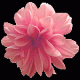 pinkpetal7 pinkpetal7