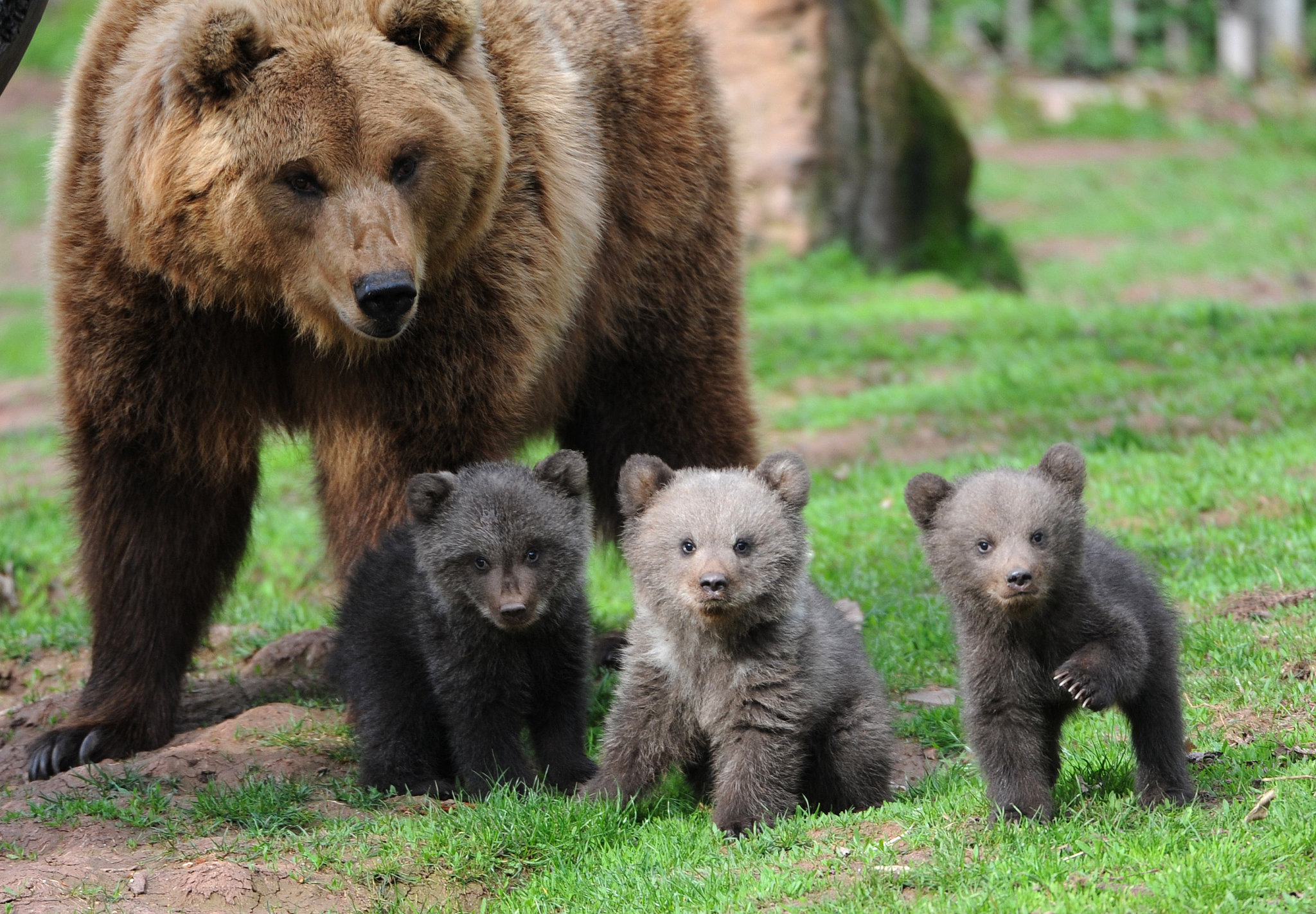 Ursus arctos, or the brown bear, is a species among which at least 16 ...