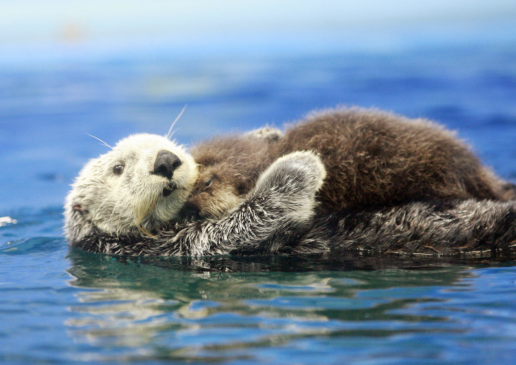 Mama Otter Holding Baby Otter | 29 Photos That Will Make Your Brain ...