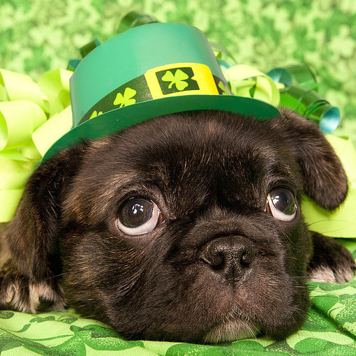 St. Patrick's Day Dogs | POPSUGAR Pets