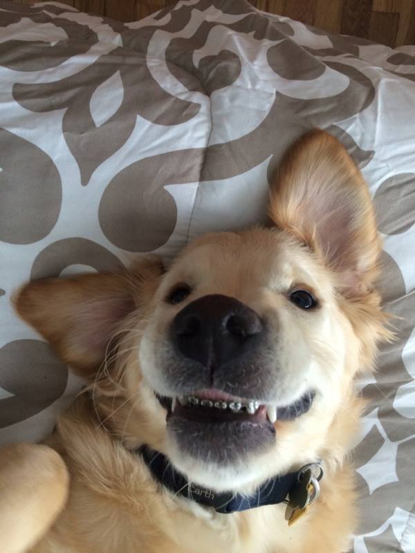 Puppy Gets Braces POPSUGAR Pets