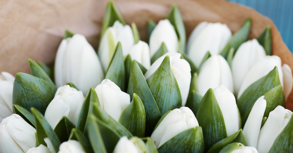 Facts About Tulips | POPSUGAR Home Australia