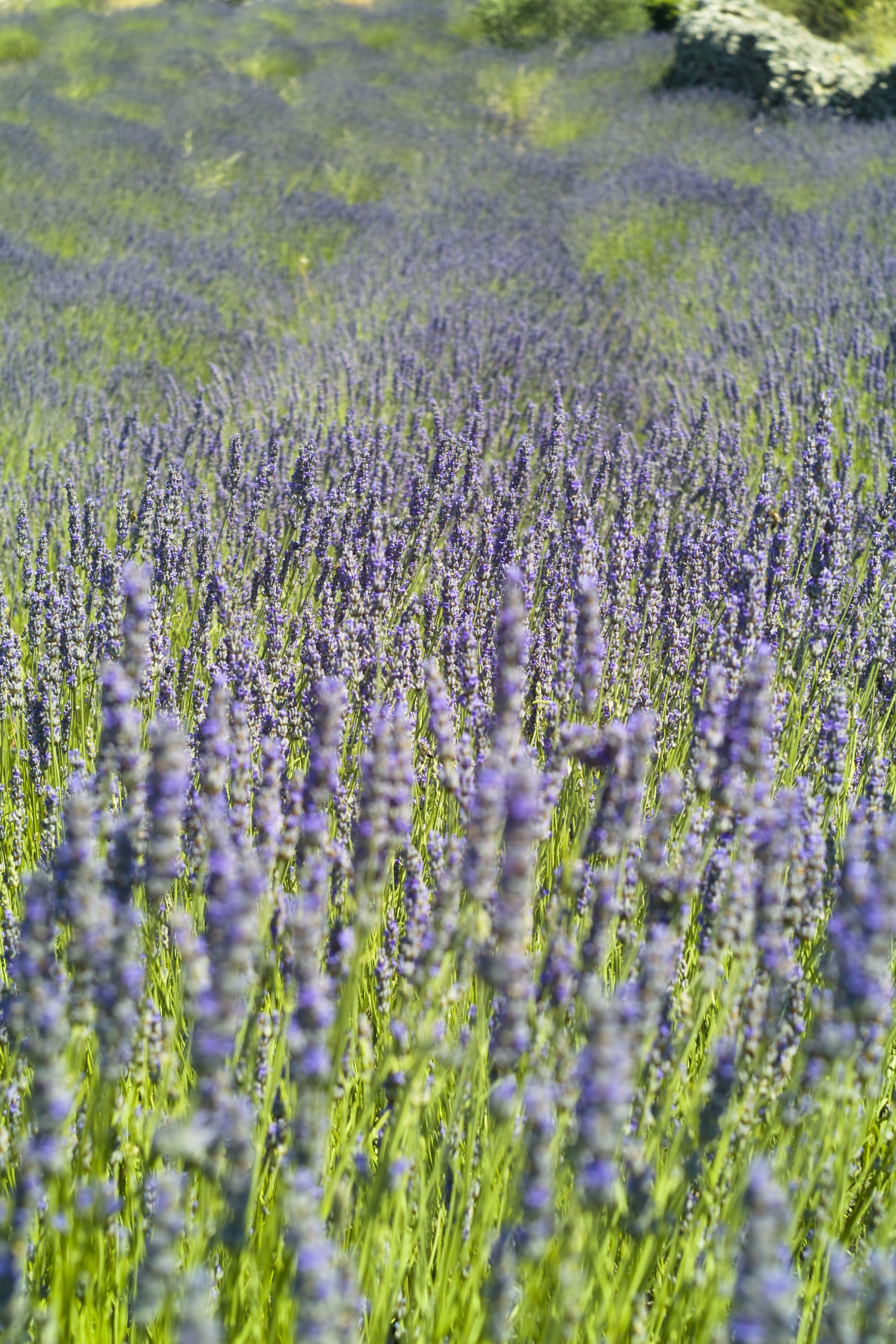 Lavender Fields in Hvar | The Most Amazing (but Budget-Friendly ...
