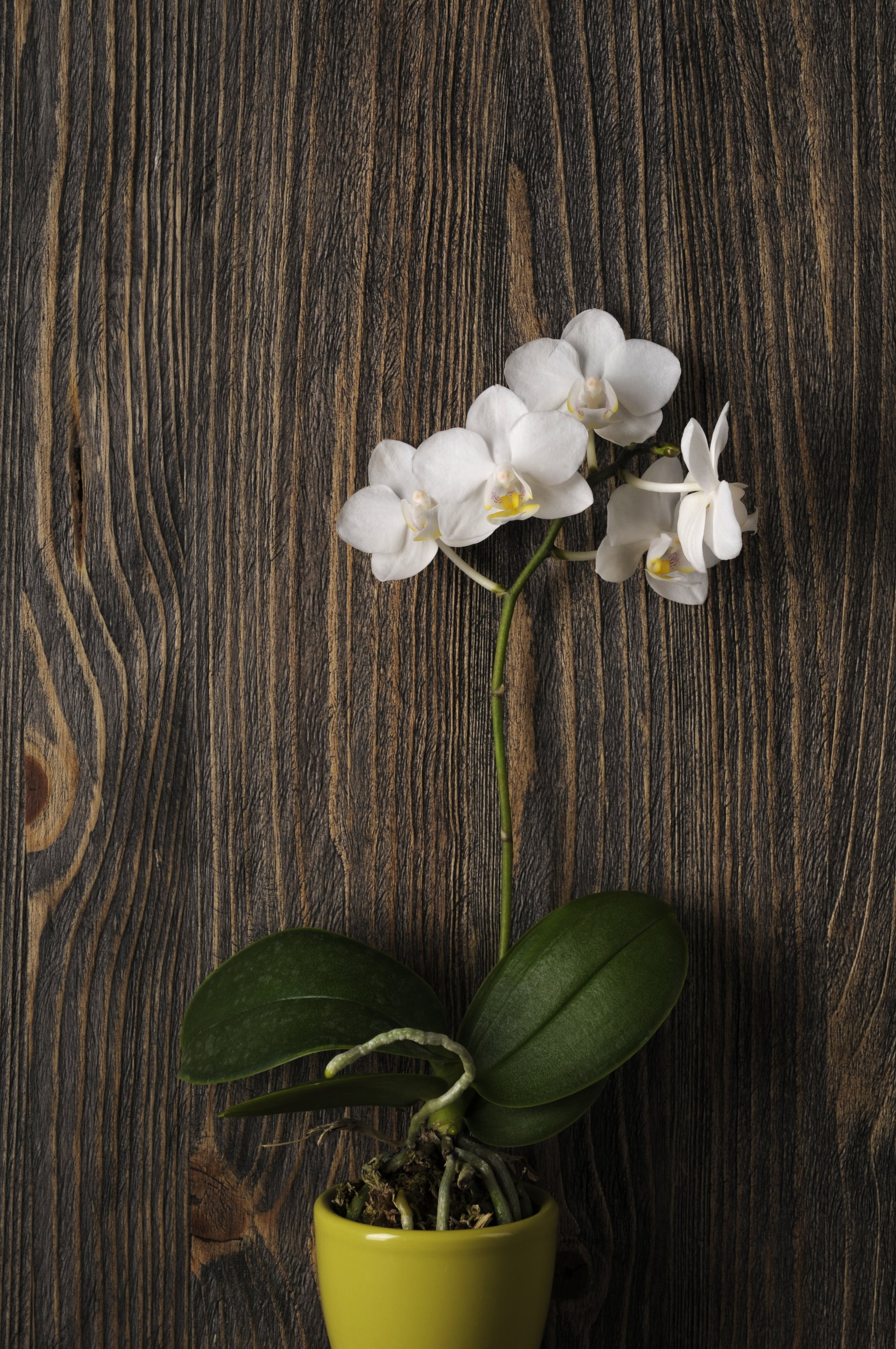 How to Keep Orchids Alive POPSUGAR Home Australia