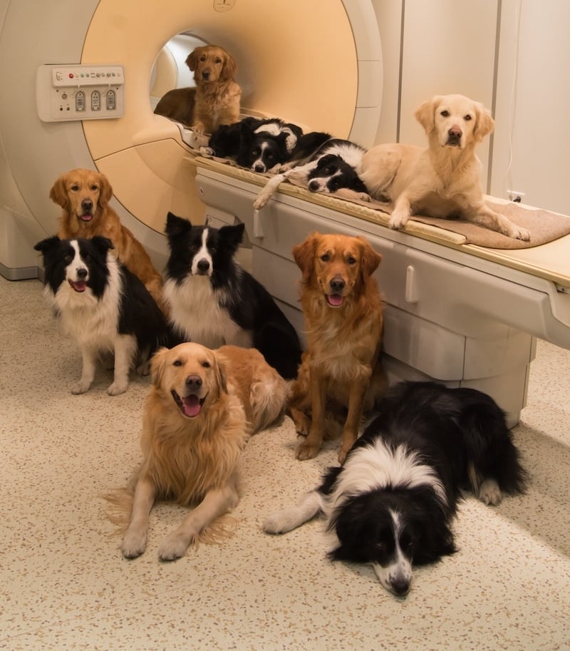 Brain Scans Reveal What Dogs Think of Us | POPSUGAR Pets