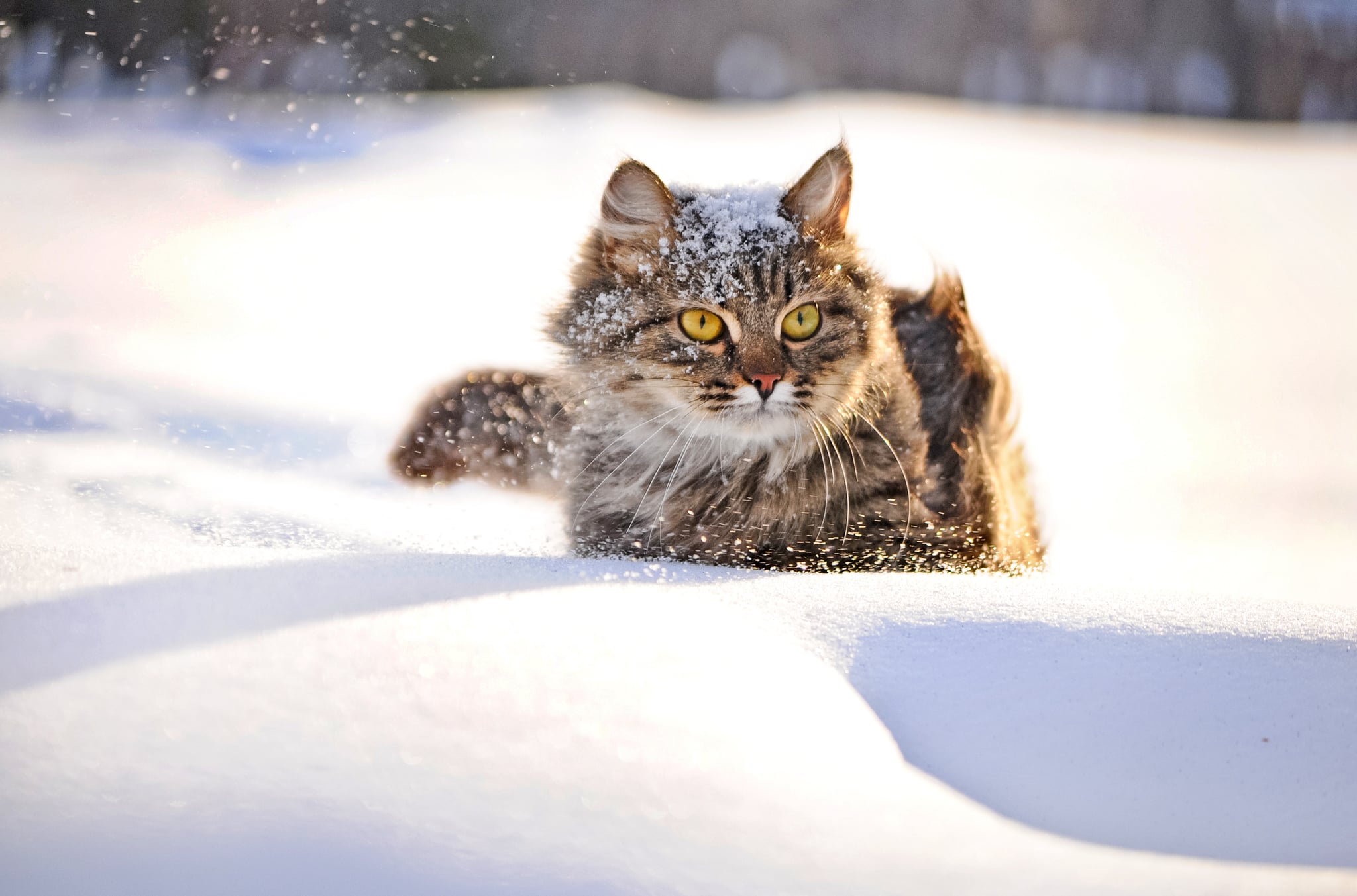 Obninsk Cat Saves Abandoned Baby From Freezing POPSUGAR Family