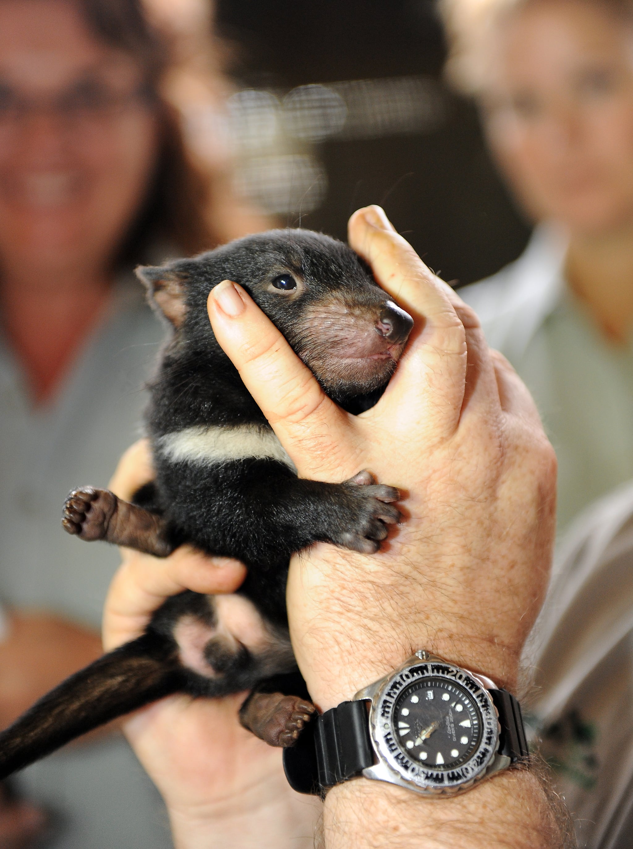 Four Cute Tasmanian Devil Babies Born at the Taronga Zoo! | POPSUGAR Pets