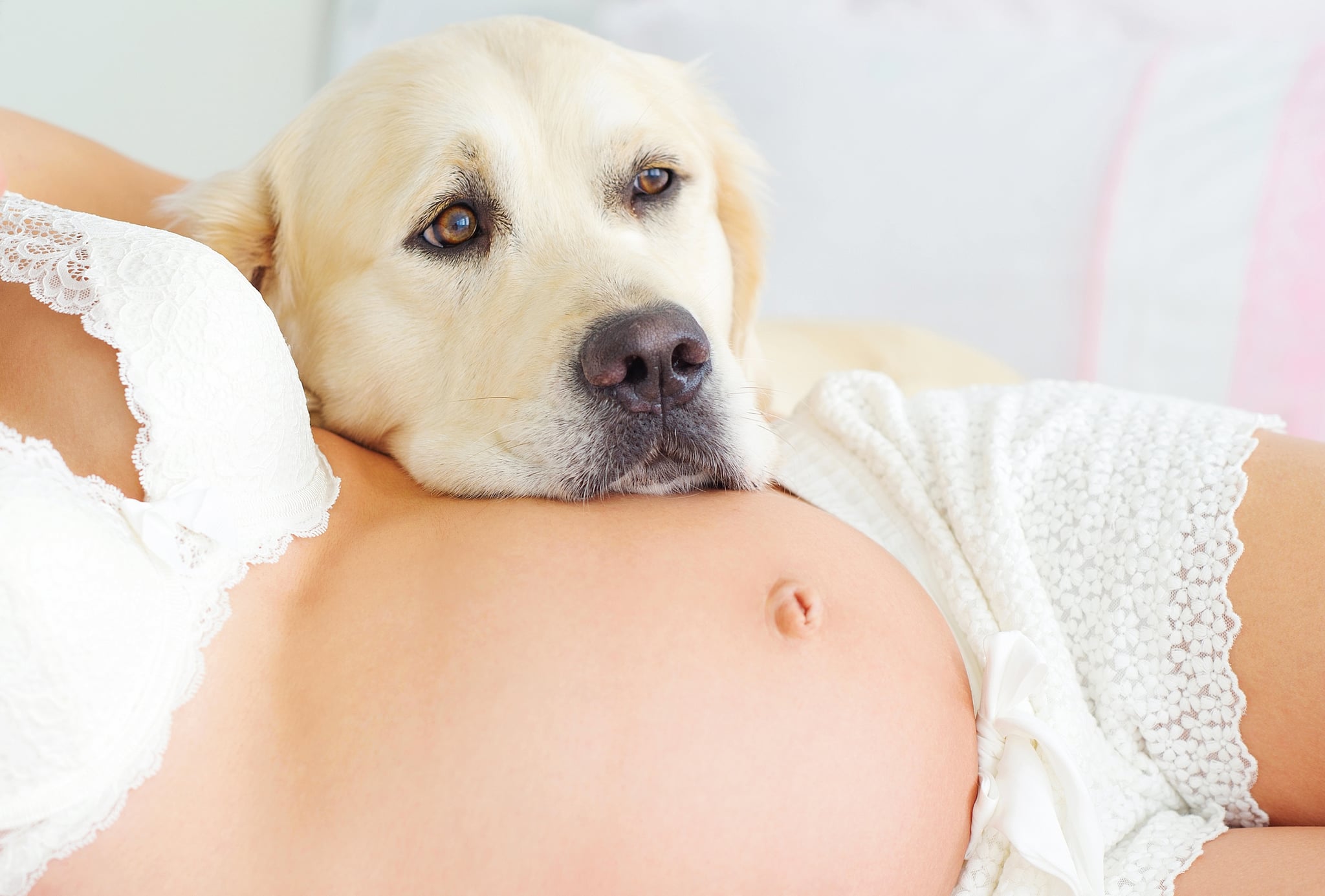 How Can Pets Tell That You're Pregnant | POPSUGAR Family