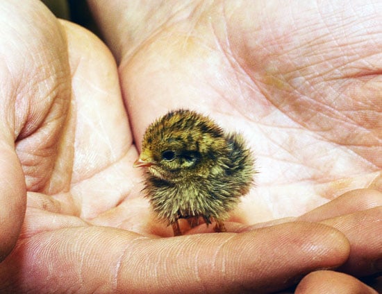 Pictures of a Baby Quail | POPSUGAR Pets